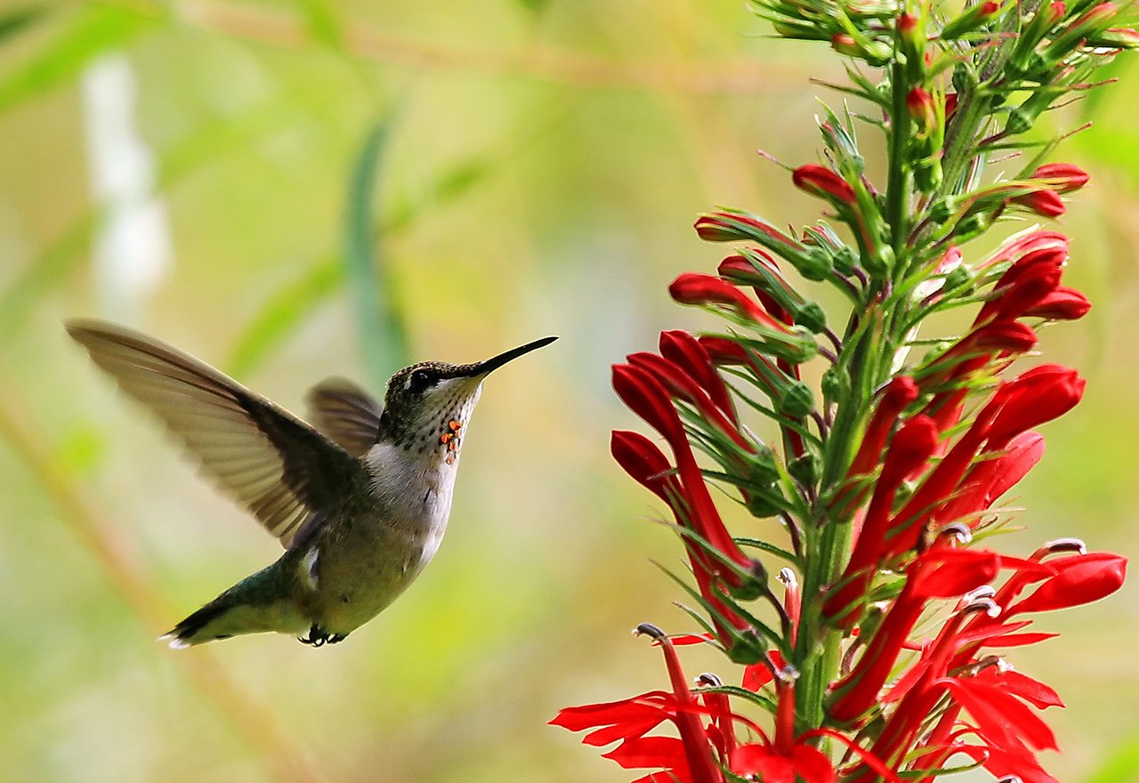 Hummingbird Cardinal Flower