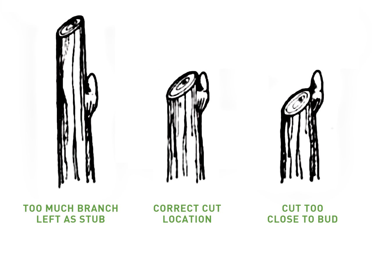 Drawing of heading cuts: stub too long, correct cut above the bud, cut too close to the bud