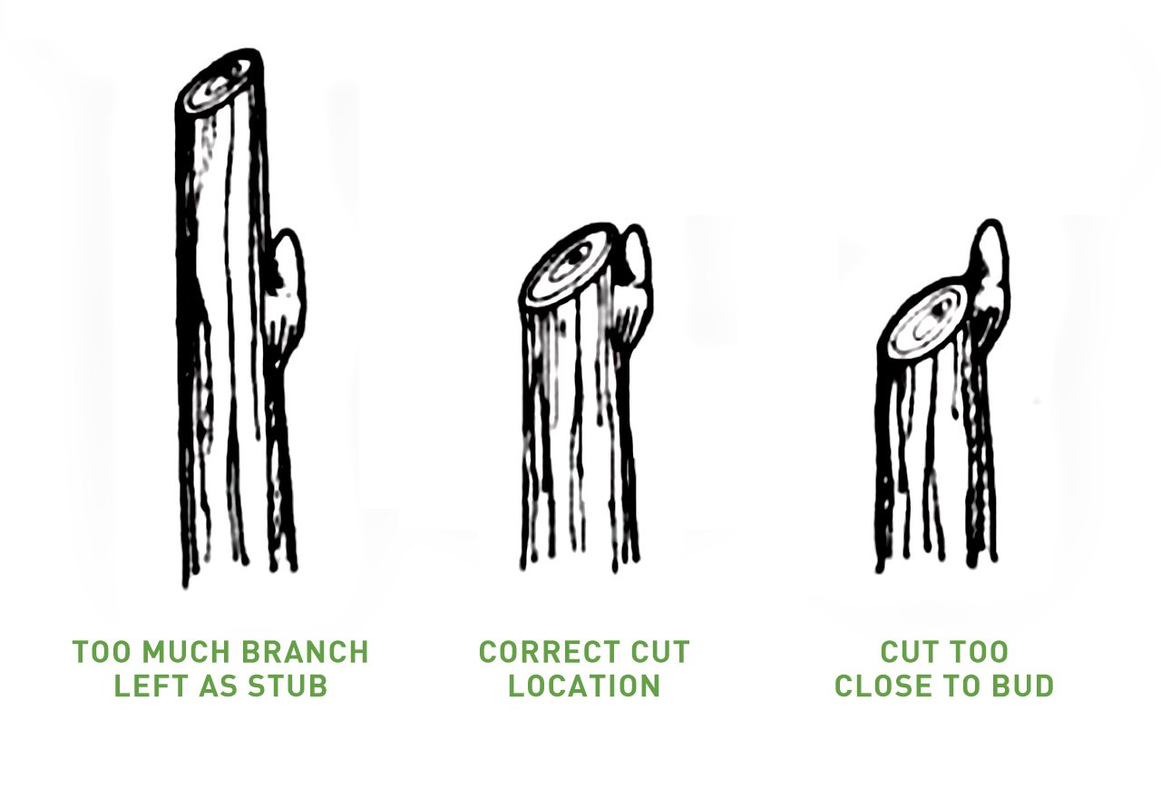 Intelligent Pruning_HeadingBack_Illustration