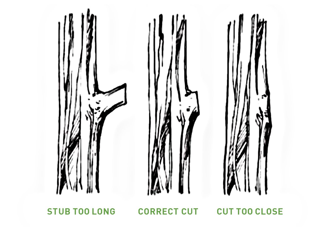 Drawing of pruning cuts: stub too long, correct cut, cut too close