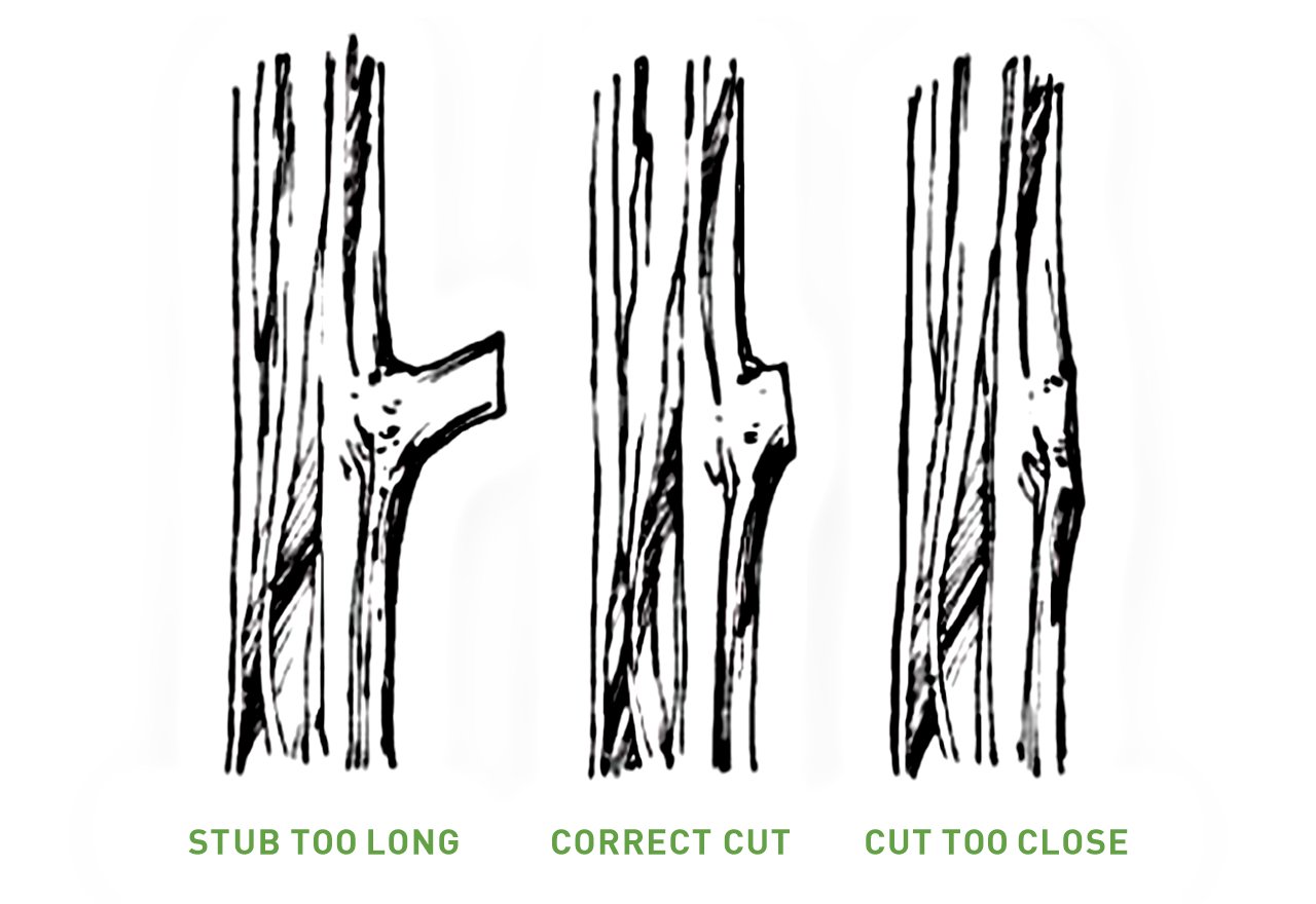 Intelligent Pruning_Thinning_Illustration