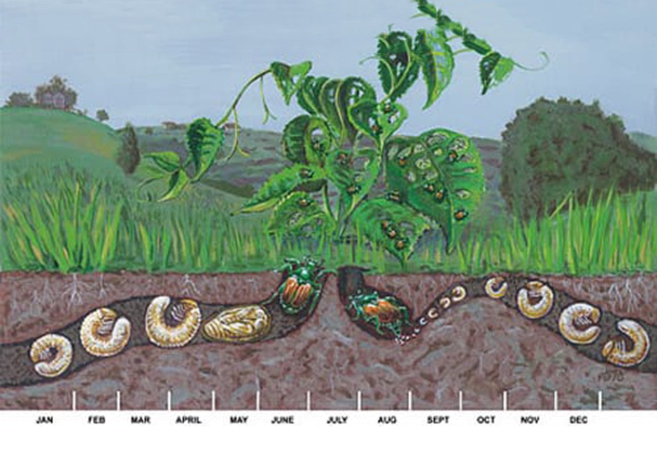 Japanese Beetle Lifecycle