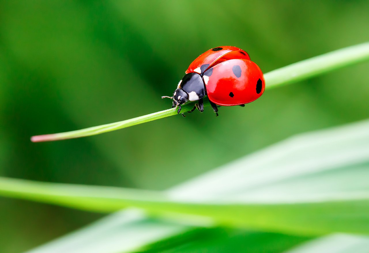 Lady Bug Pollinator Grass