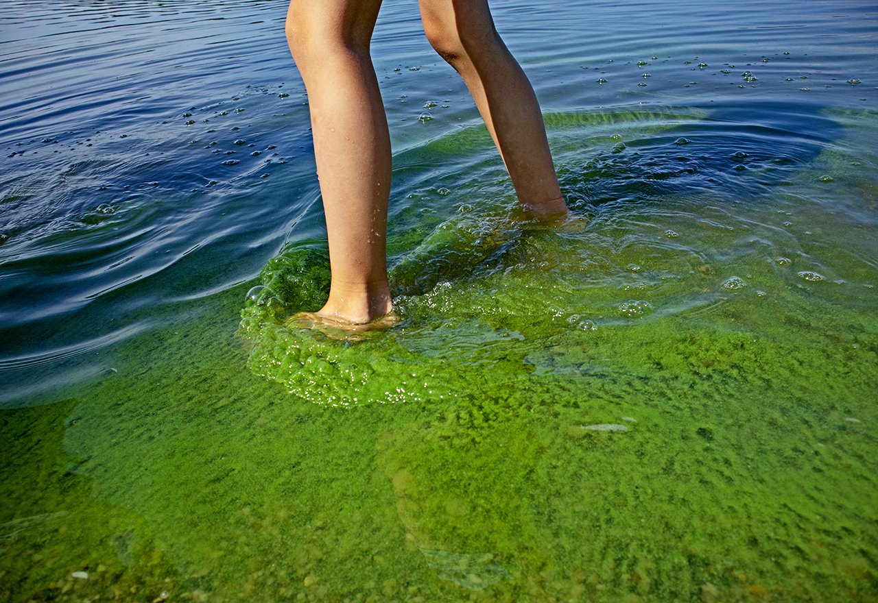 Lake Erie Algae Blooms Legs Swimming