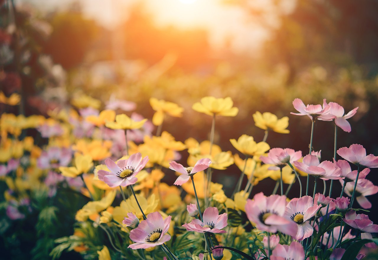 Organic Landscape Flowers