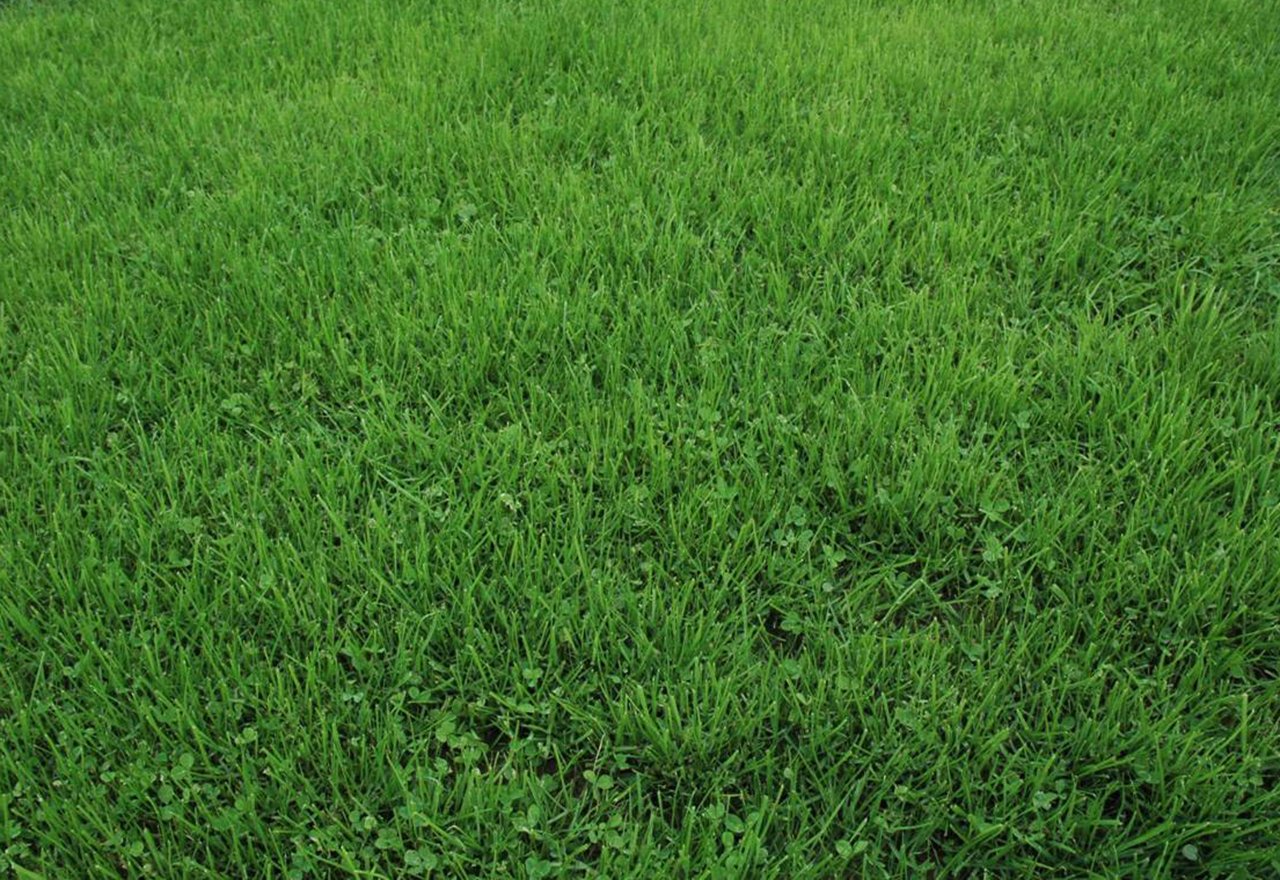 Microclover Grass Tuff Turf