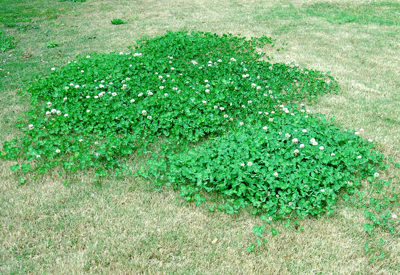 Clover Without Chemicals Clover Without Chemicals