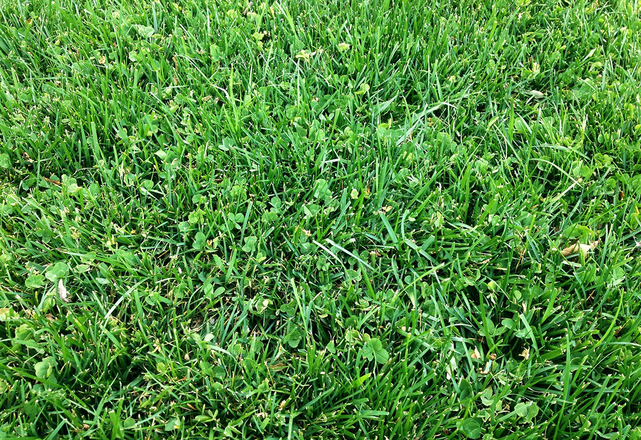 Microclover Lawn Good