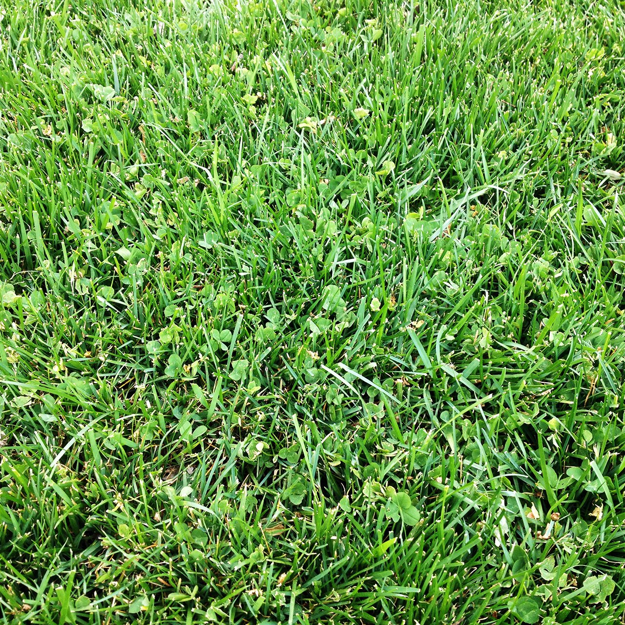 Microclover Lawn Square