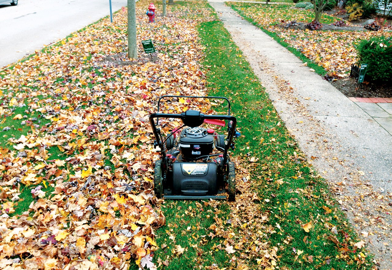 Mulch Mowing Leaves Before