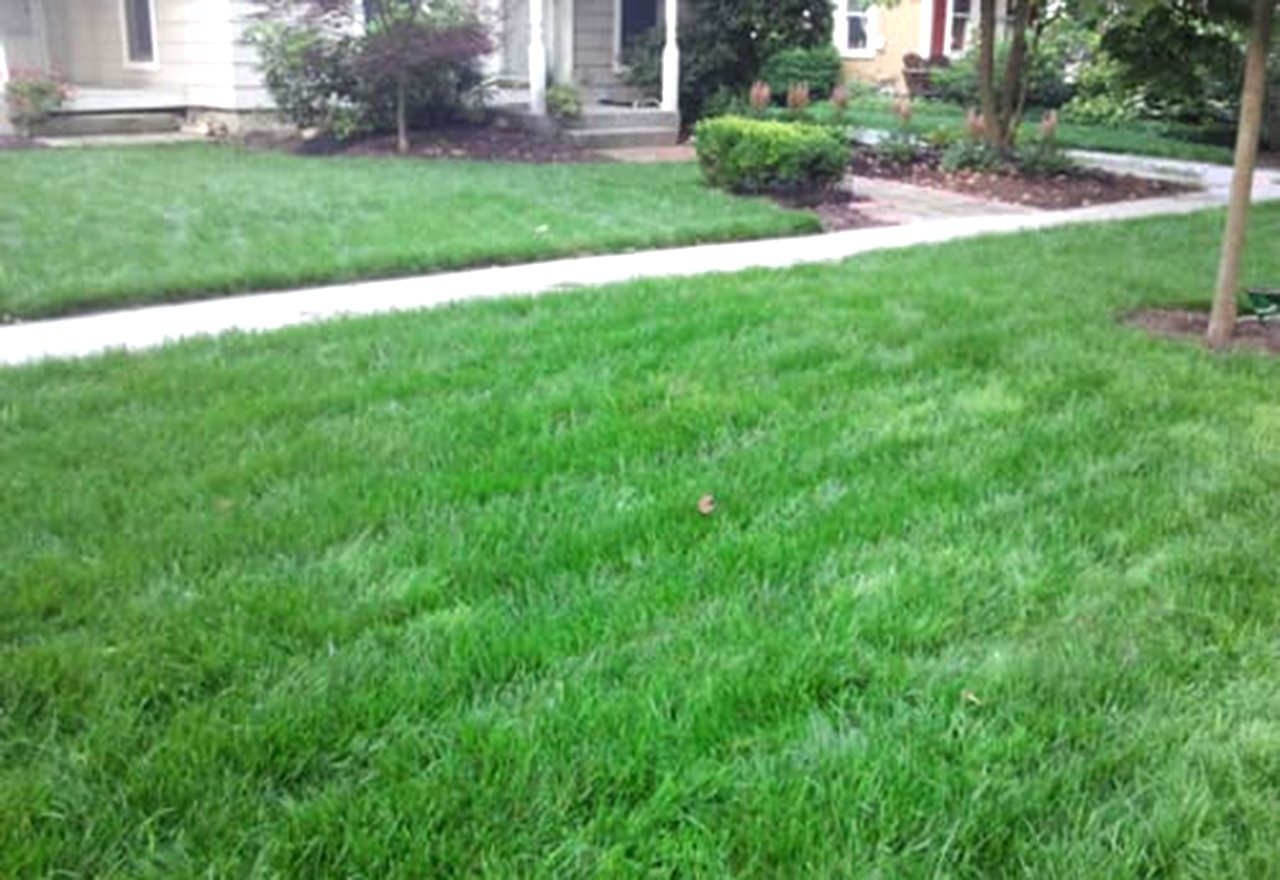 Neighbor Lawn Comparison Green Grass