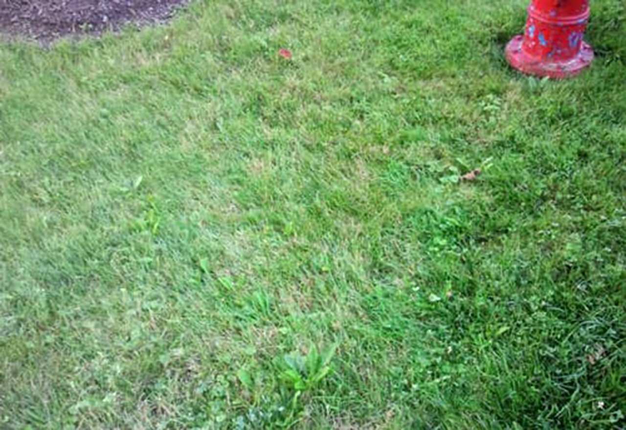 Neighbor Lawn Comparison