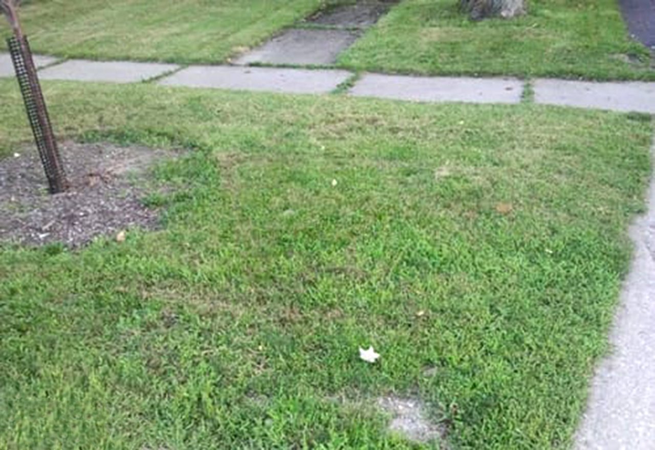 Neighbor Lawn Cut Too Short