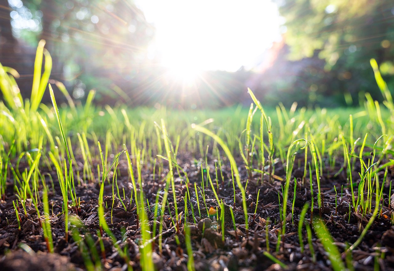 Newly Seeded Lawn Sunlight