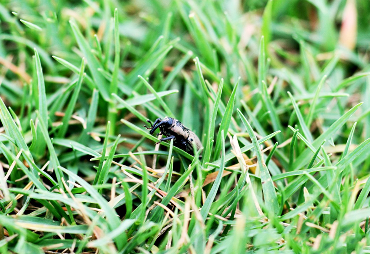 Pest Billbug Grass