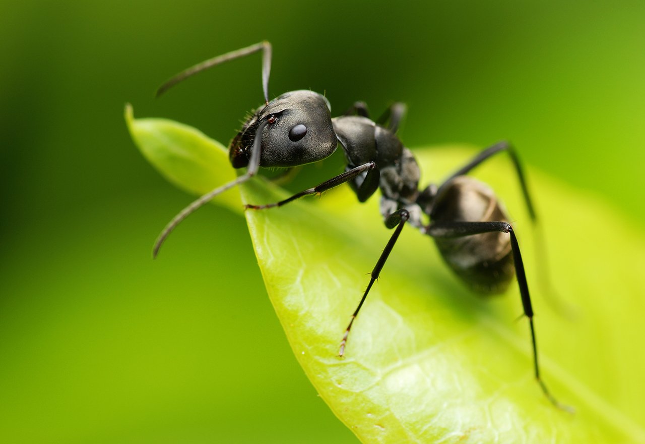 Pest Black Ant