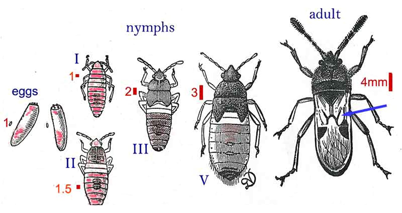 Pest Chinch Bug Diagram Illustration