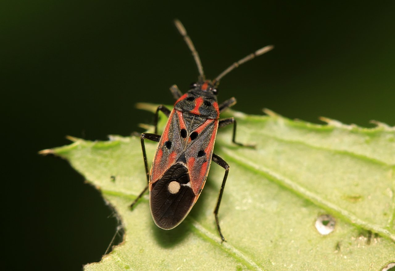 Pest Chinch Bug
