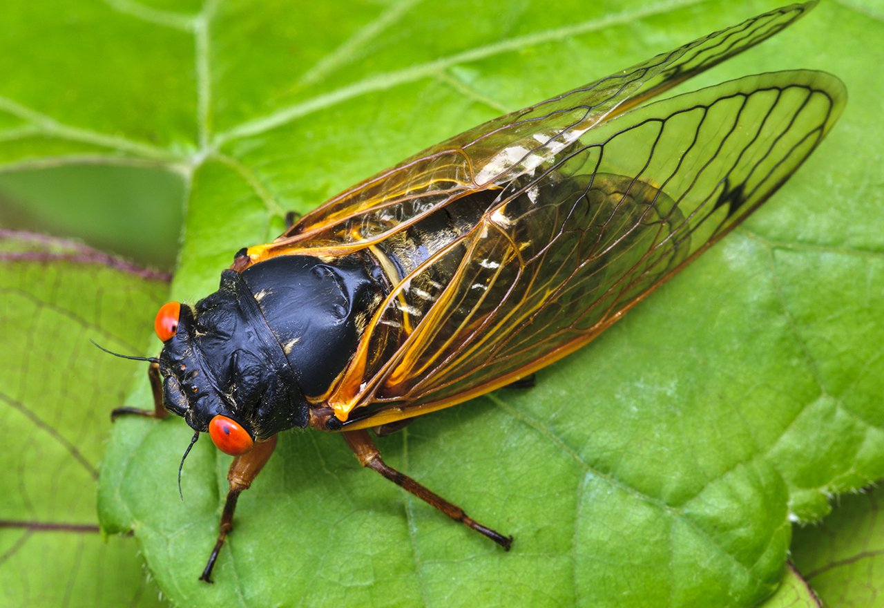 Pest Cicada Leaf