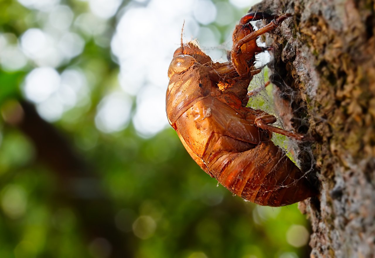 Pest Cicada Tree