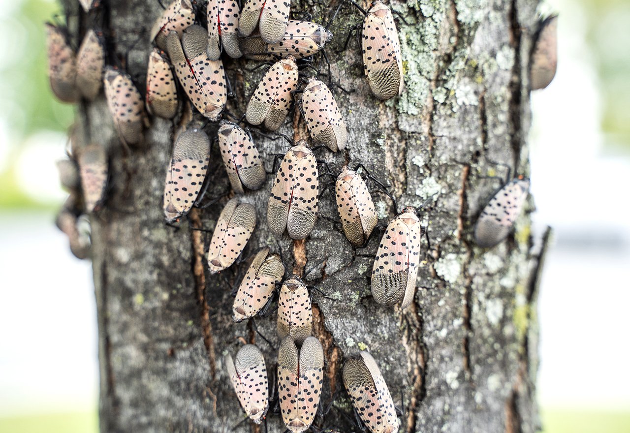 Pest Spotted Lanternfly Tree