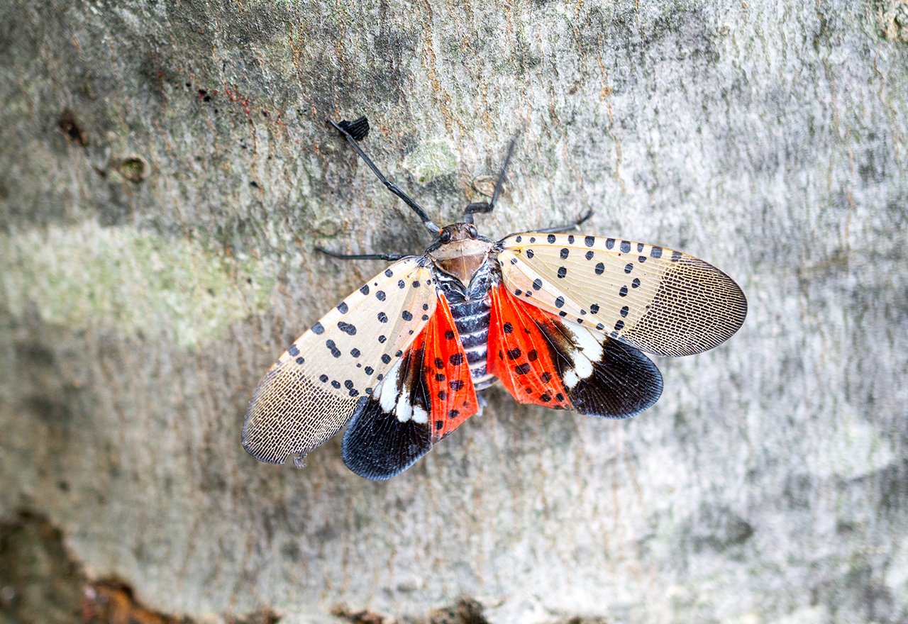 Pest Spotted Lanternfly