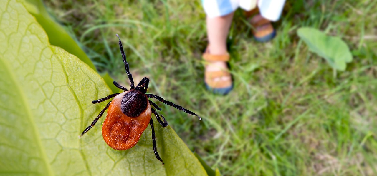 Pest Tick Leaf Grass Woman Web Pest Tick Leaf Grass Woman Web