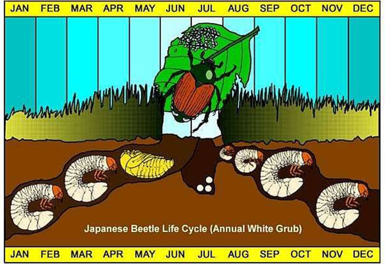 Pest_LifeCycle_JapaneseBeetle_Illustration