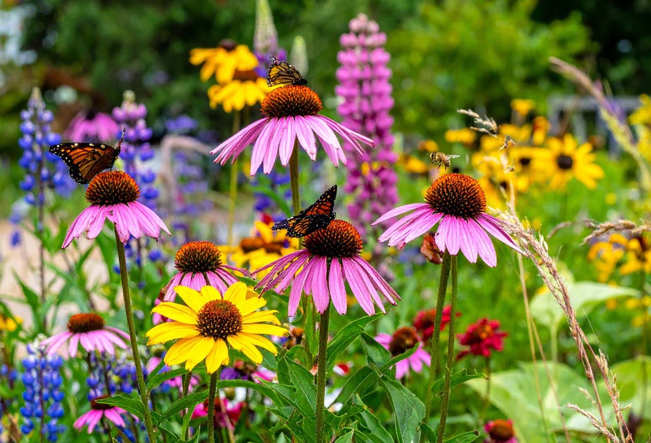 Pollinator Garden Native Plants