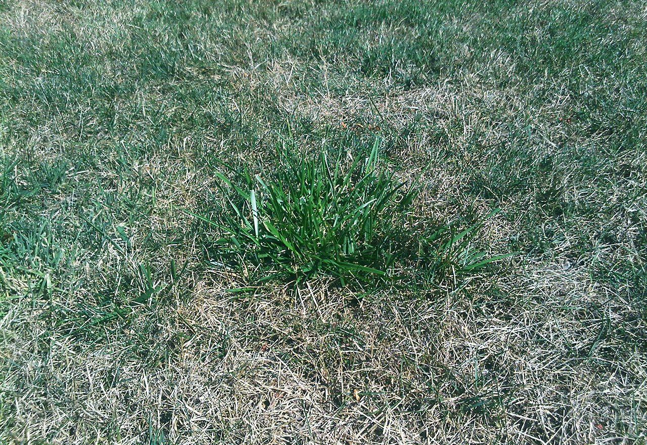 Problem Coarse Fescue