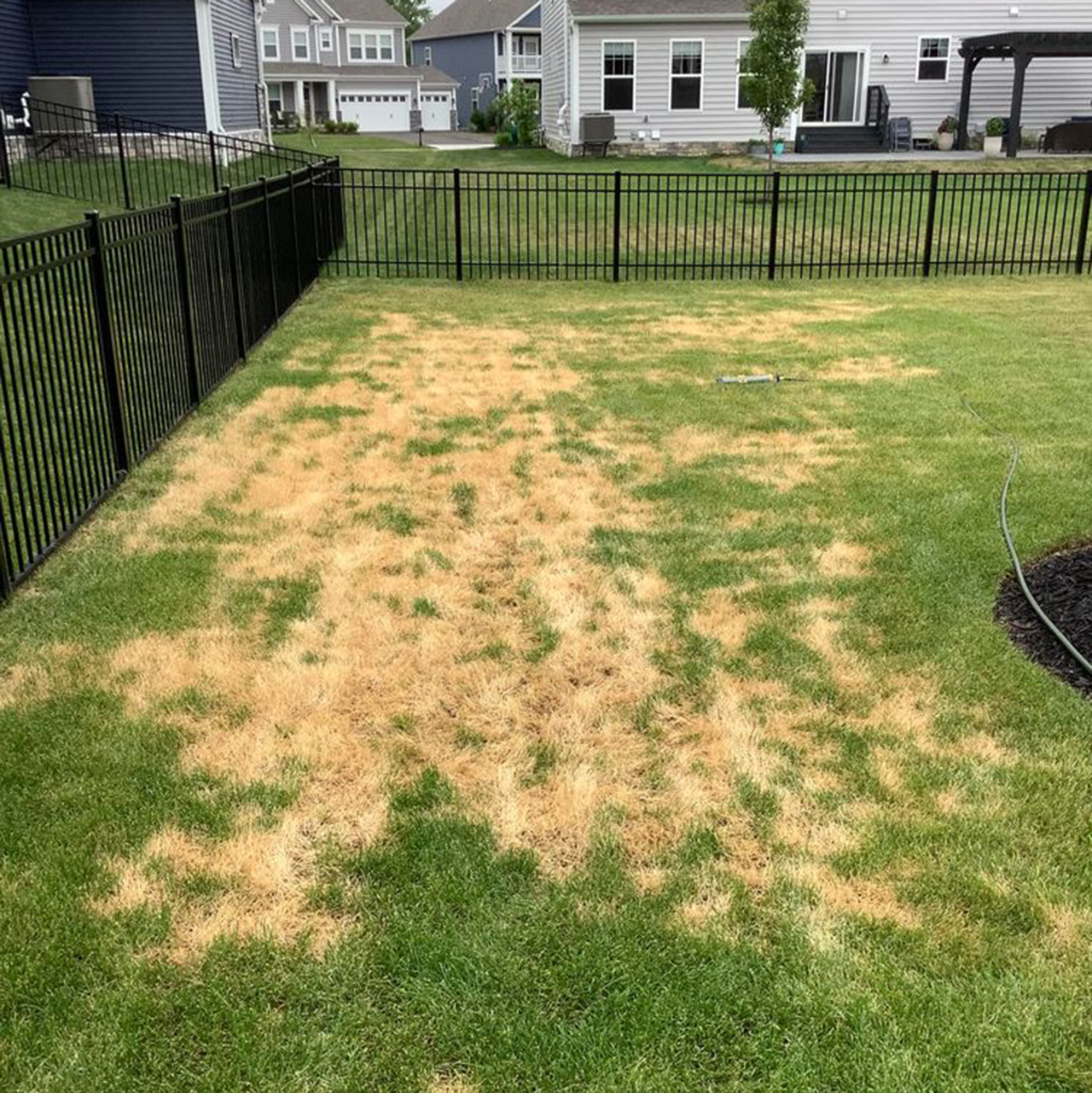 ascochyta leaf blight treatment ascochyta leaf blight treatment