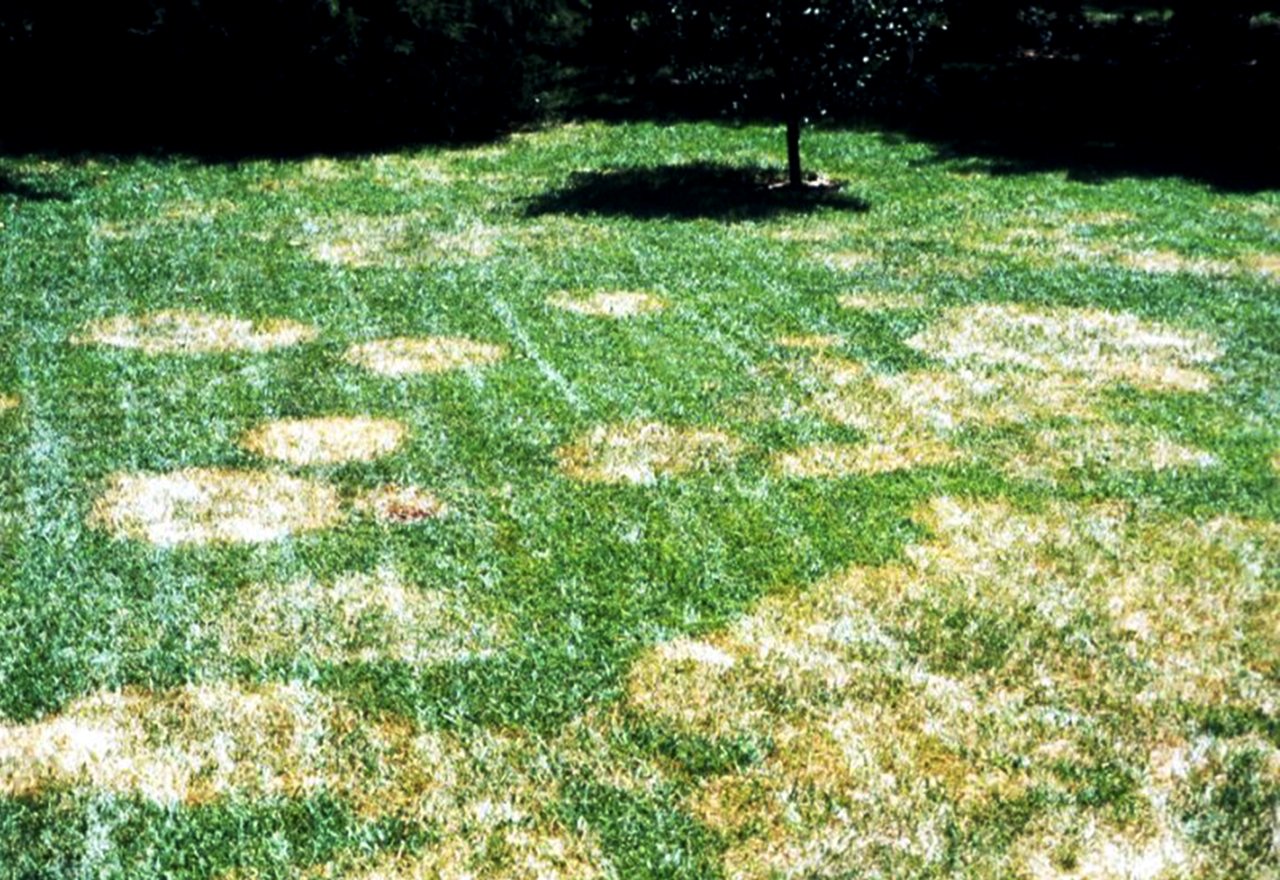 Problem Grass Brown Patch Disease Lawn