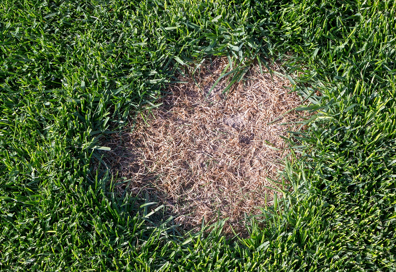 Problem Grass Brown Patch