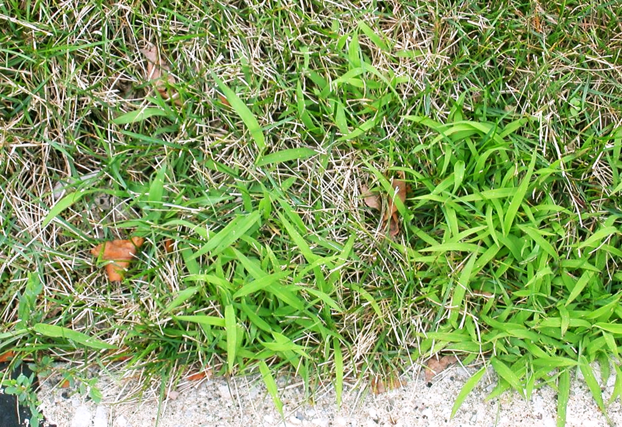 Problem Grass Crabgrass Curb