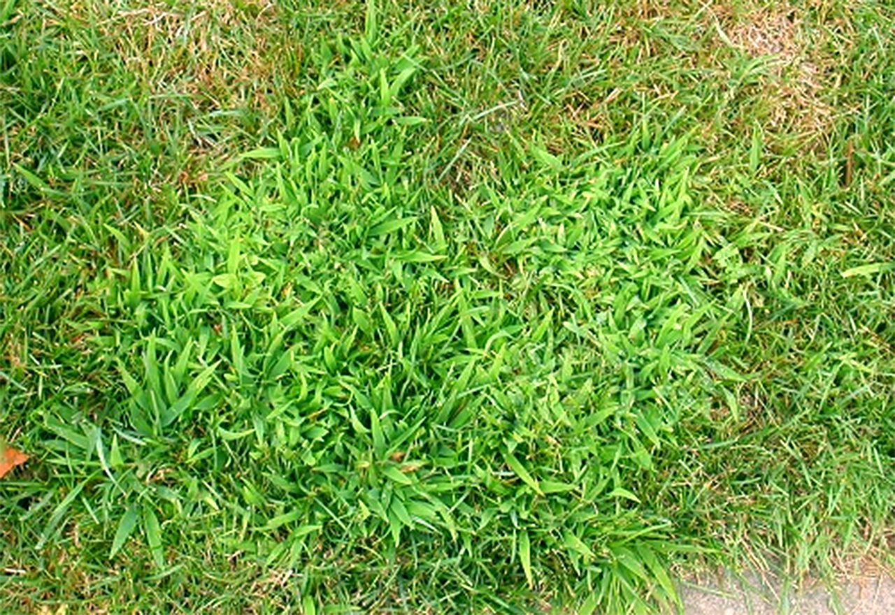 Problem Grass Crabgrass Patch-1