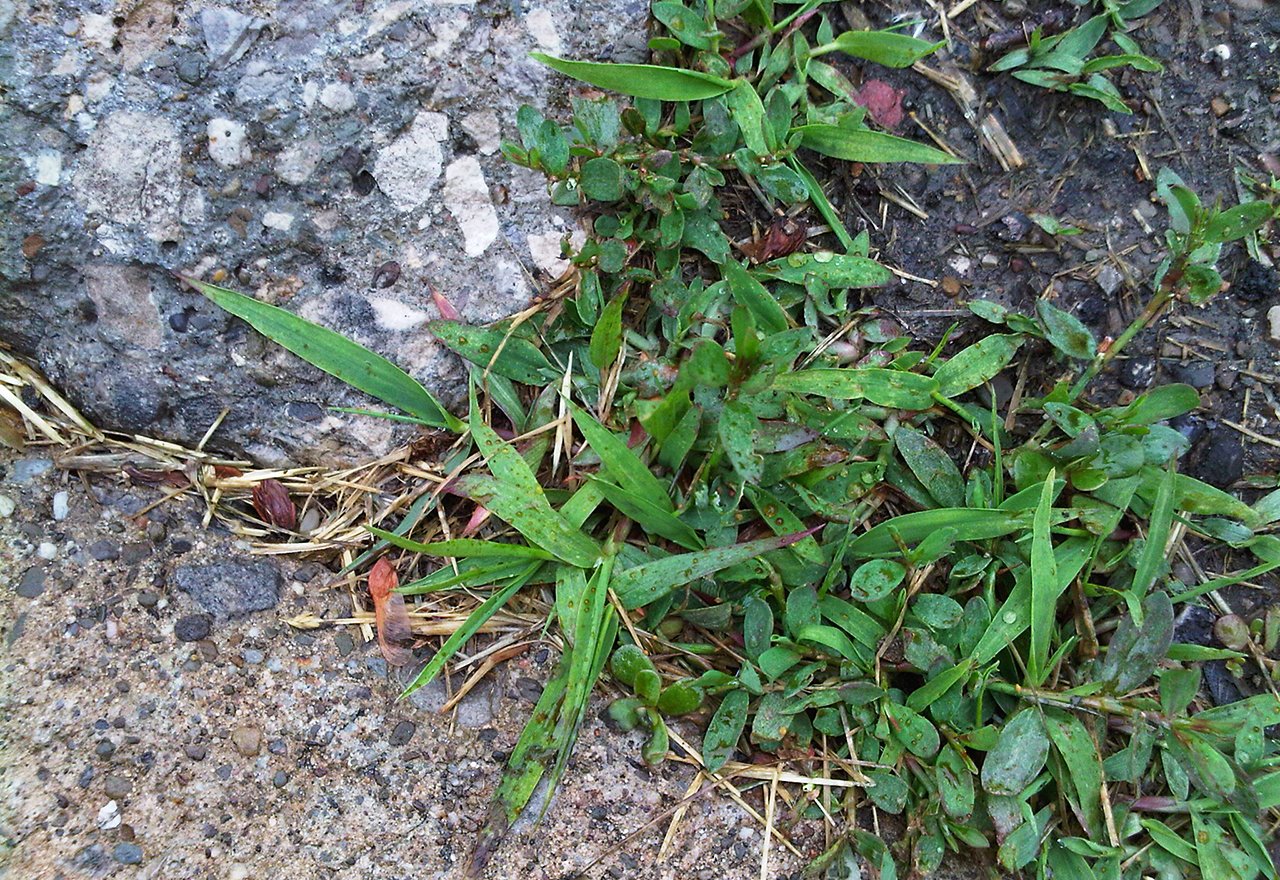 Problem Grass Crabgrass