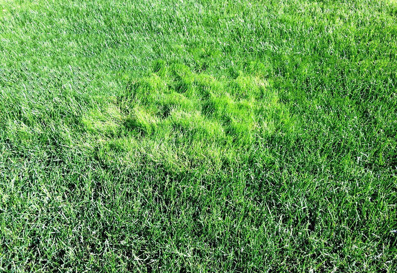 Problem Grass Creeping Bentgrass In Lawn