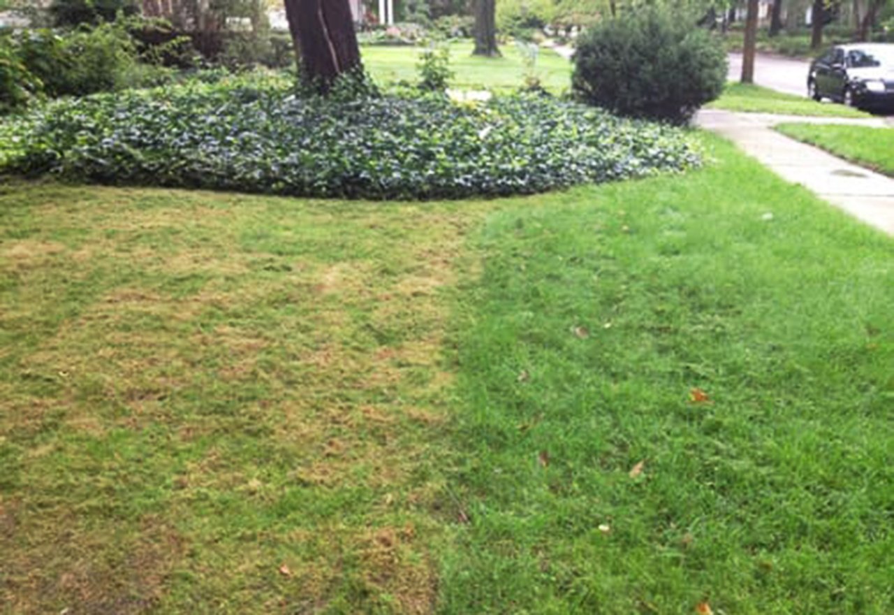 Problem Grass Cut Too Short Lawn