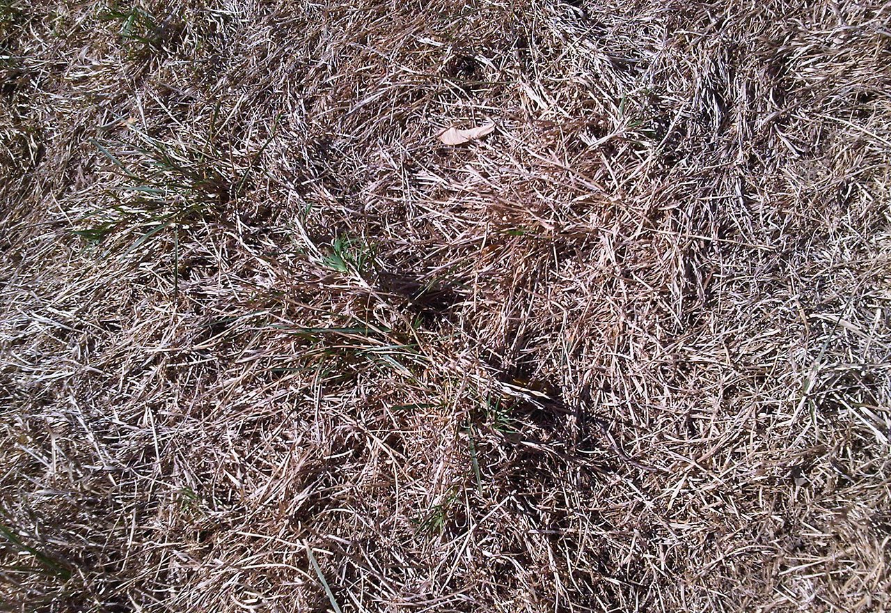 Problem Grass Dormant Grasses
