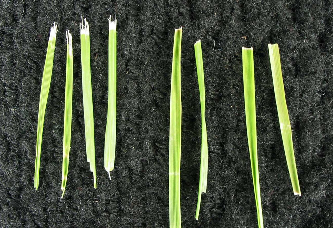 Problem Grass Dull Mower Blades Comparison