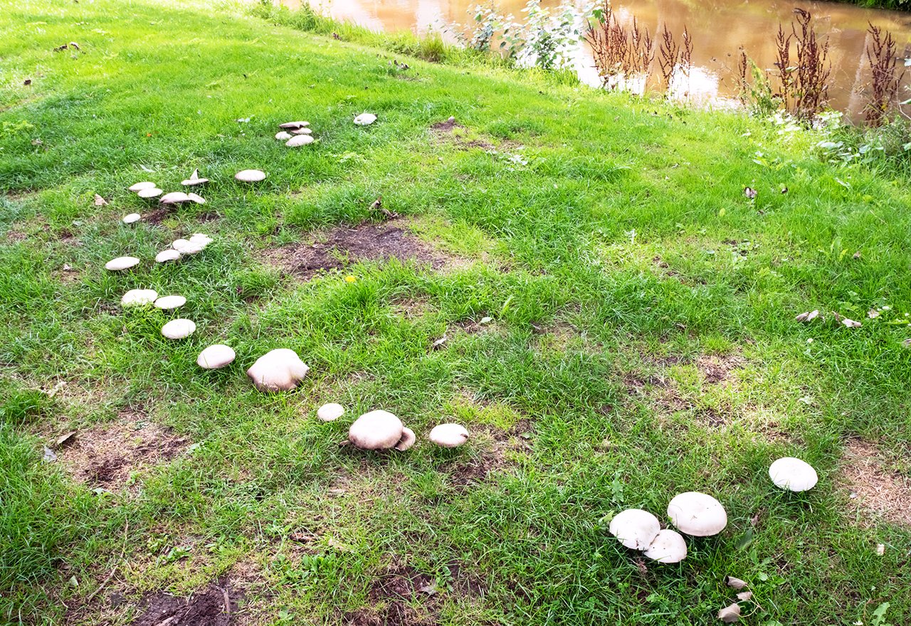 Problem Grass Fairy Ring Mushrooms