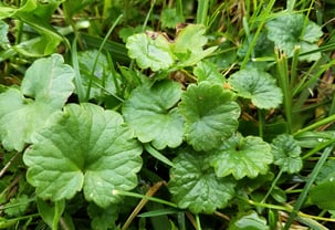 Problem Grass Ground Ivy Close Up