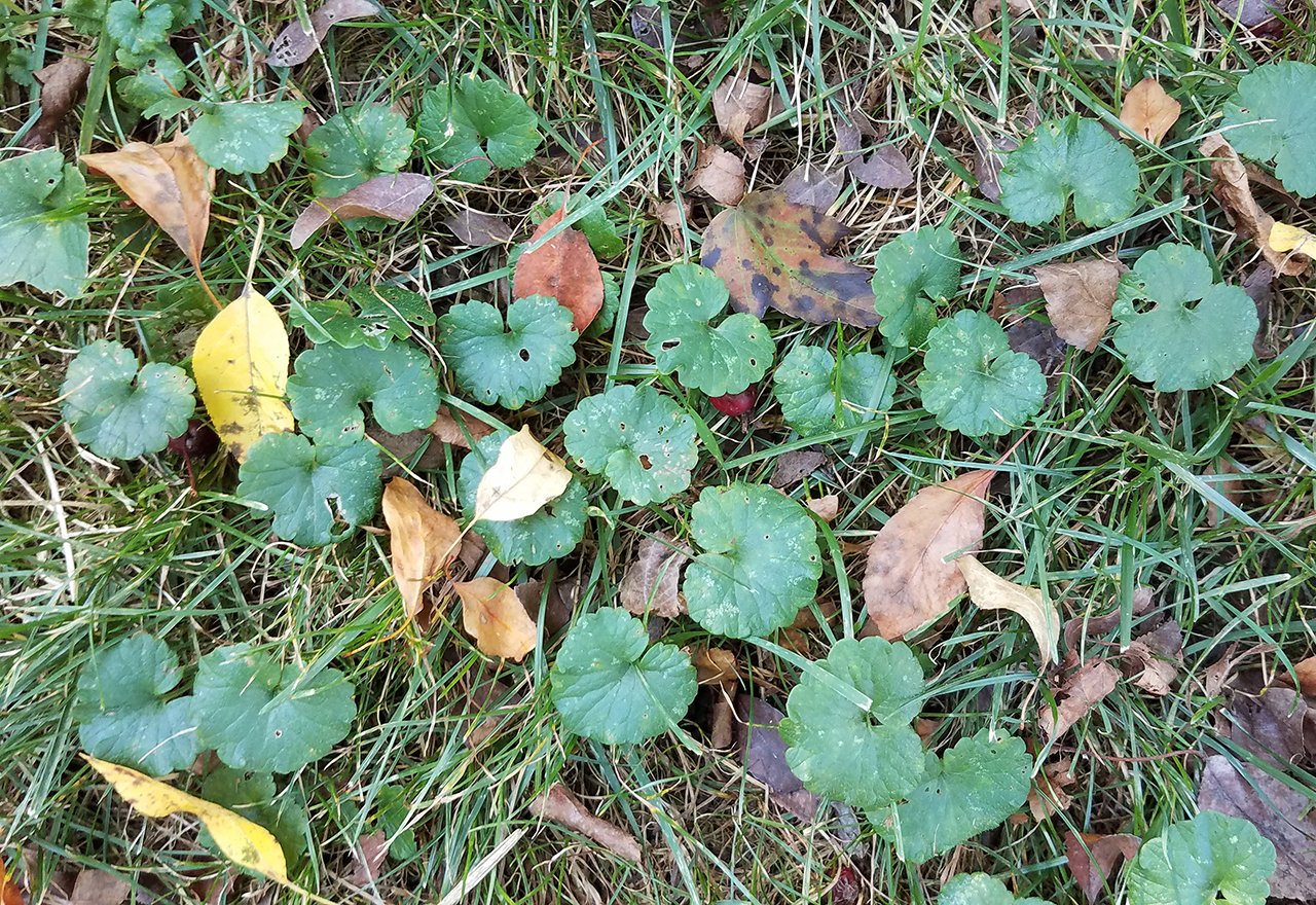 Problem Grass Ground Ivy Leaves