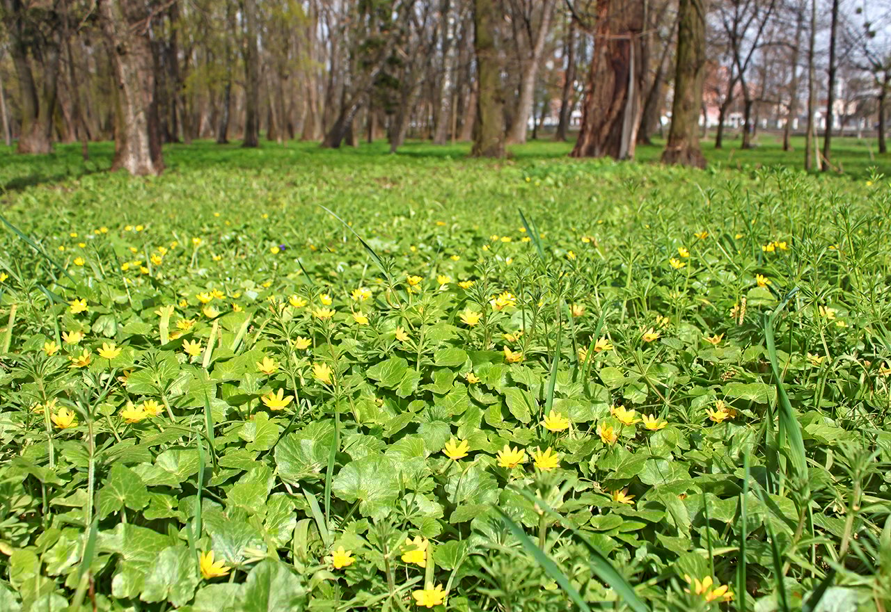 Problem Grass Lesser Celandine Lawn