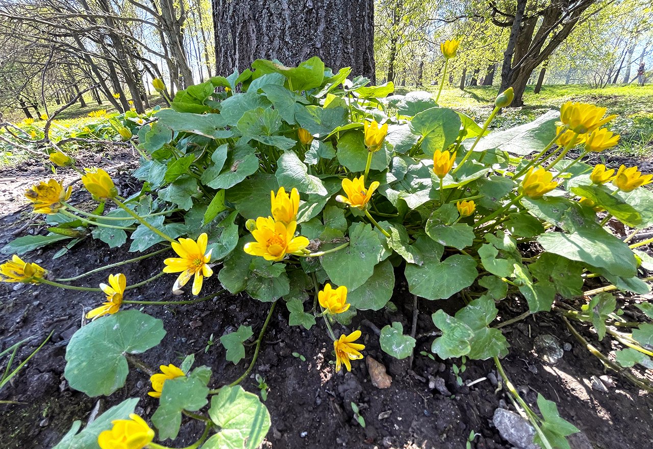 Problem Grass Lesser Celandine Tree