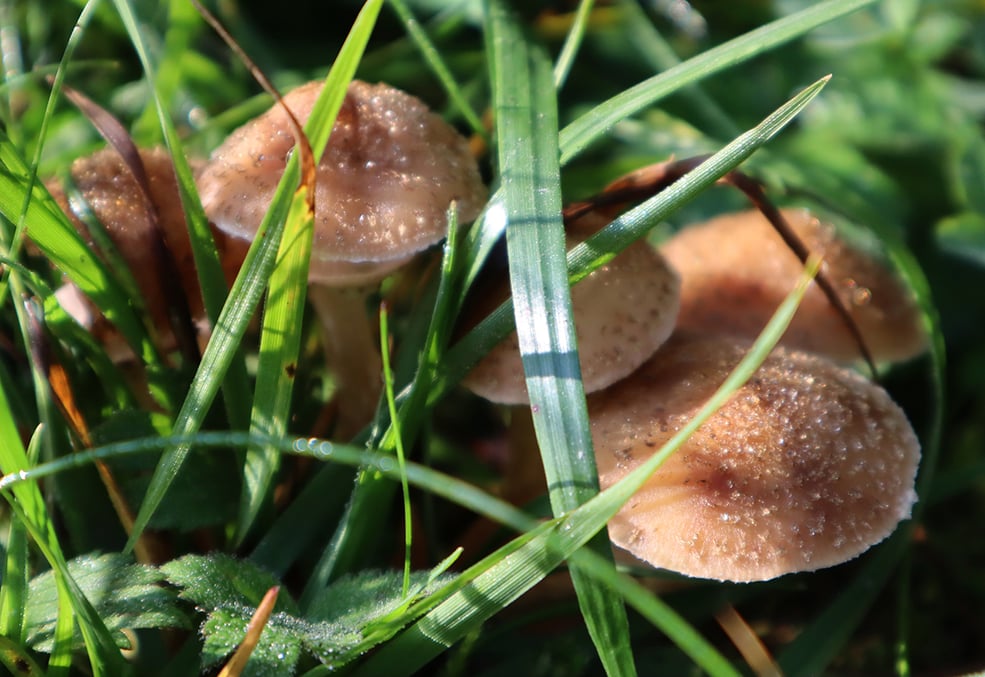 Problem Grass Mushrooms Lawn