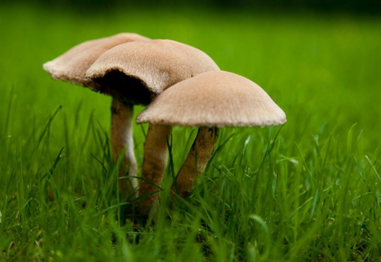 Problem Grass Mushrooms