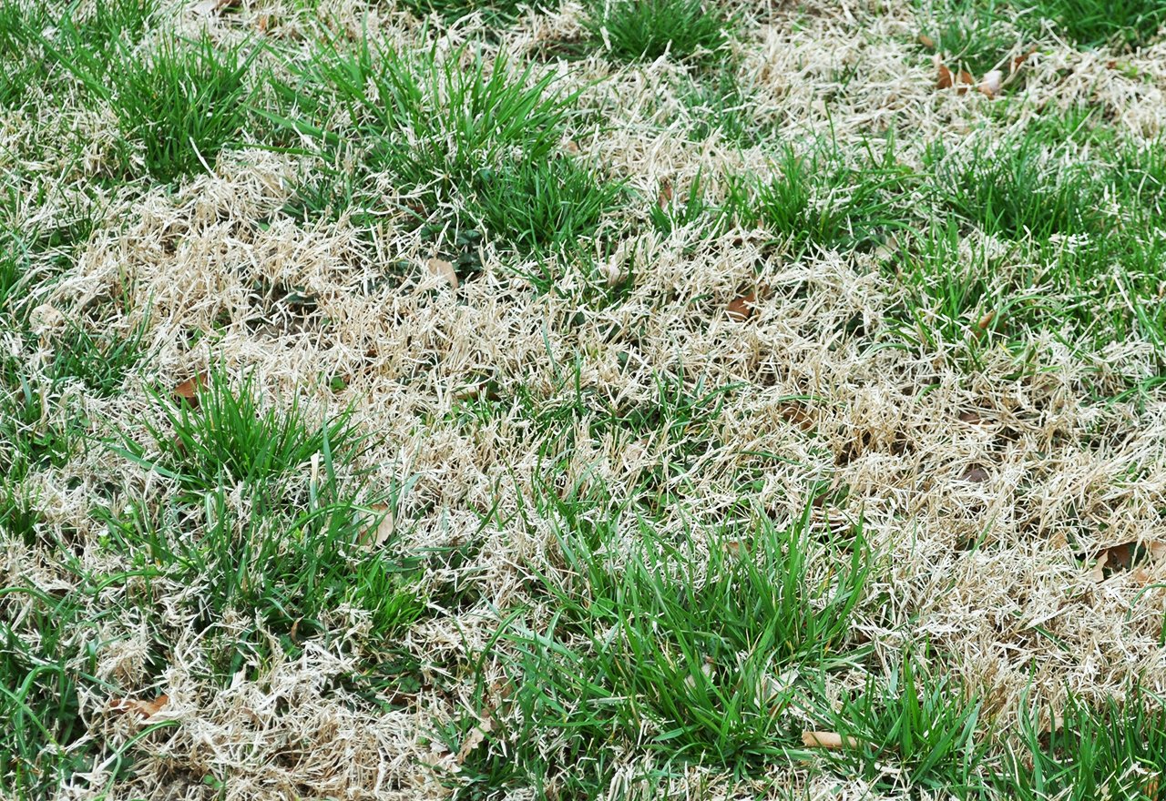 Problem Grass Nimblewill Lawn