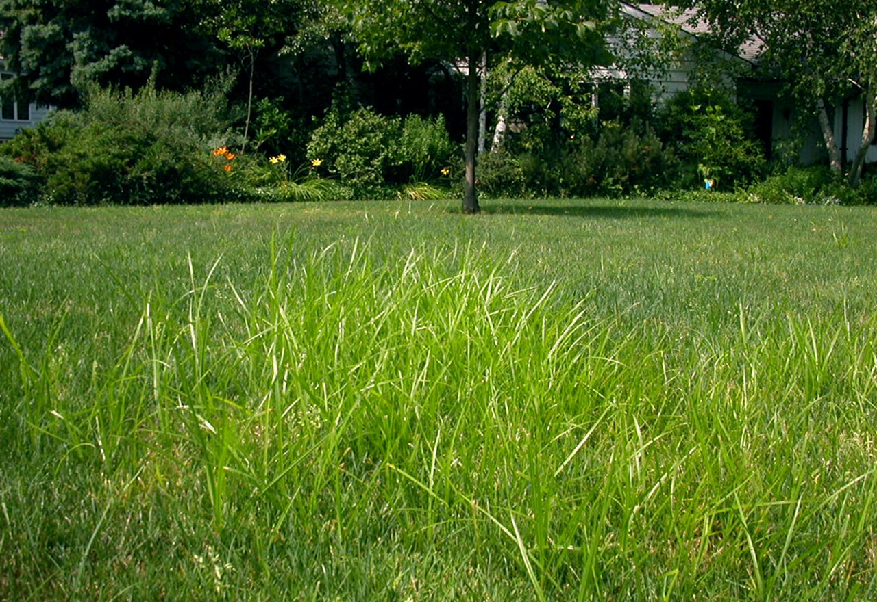Problem Grass Nutsedge