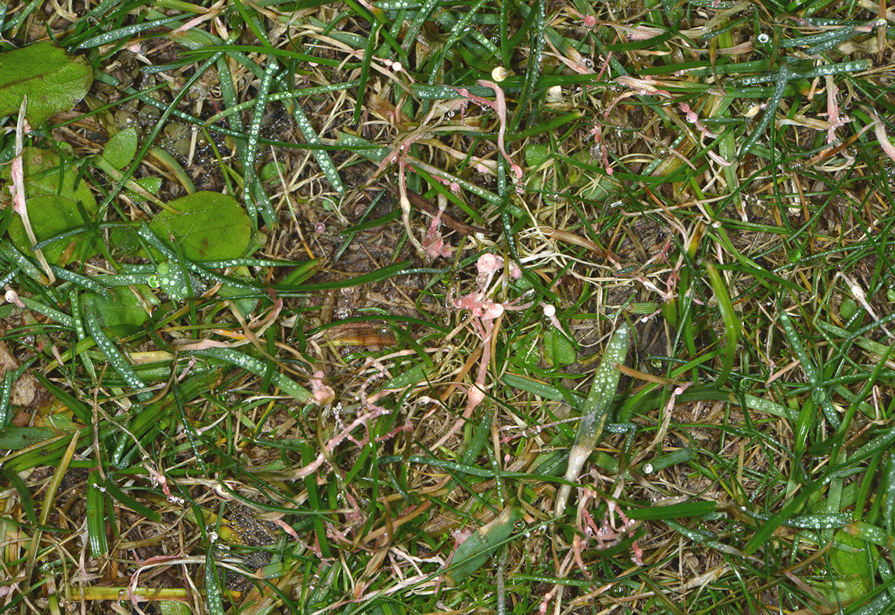 Problem Grass Red Thread Disease Lawn Web